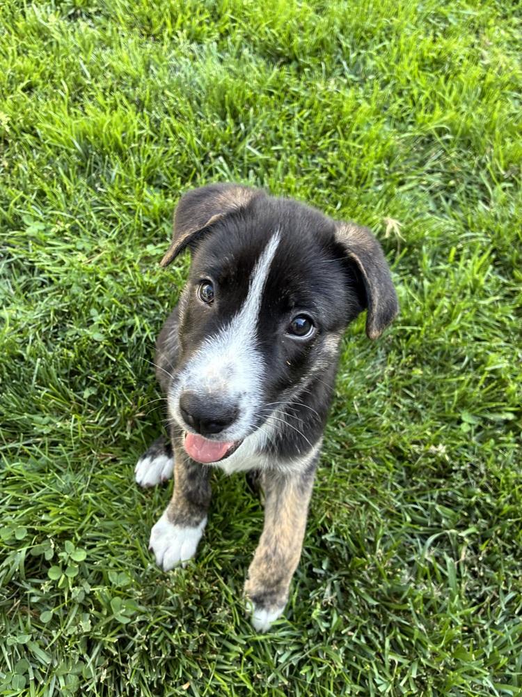 Luca, a Adoptable mixed breed in Jefferson Hills, PA image 2/3