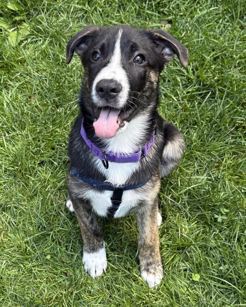 Enlarge Luca, a Adoptable mixed breed in Jefferson Hills, PA image 2/5
