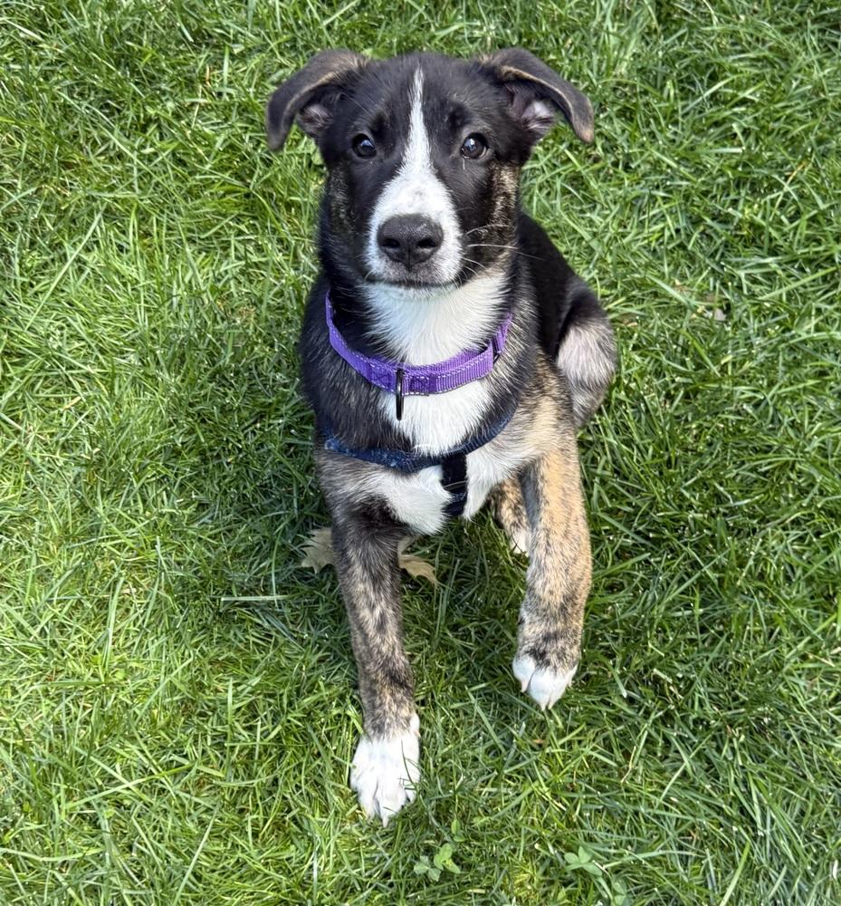 Enlarge Luca, a Adoptable mixed breed in Jefferson Hills, PA image 3/5