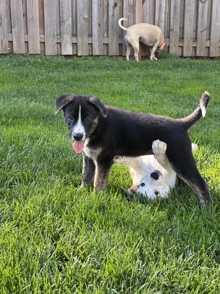 Luca, a Adoptable mixed breed in Jefferson Hills, PA image 3/3