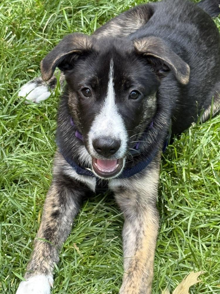 Enlarge Luca, a Adoptable mixed breed in Jefferson Hills, PA image 5/5