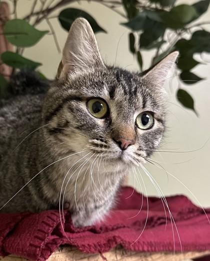 Tess, a Adoptable mixed breed in Hastings, NE image 2/3