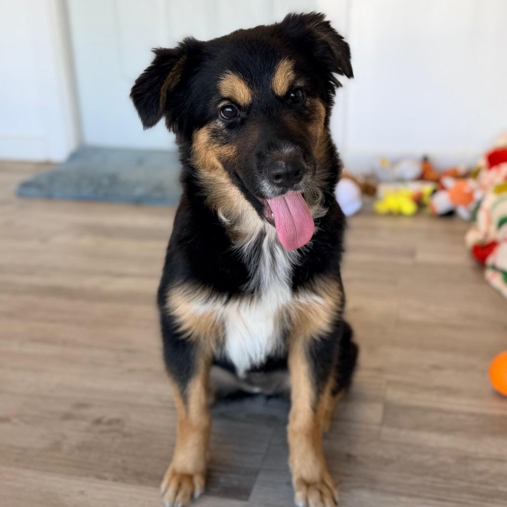 Daisy, Adoptable, Puppy Female Australian Shepherd & Mixed Breed.