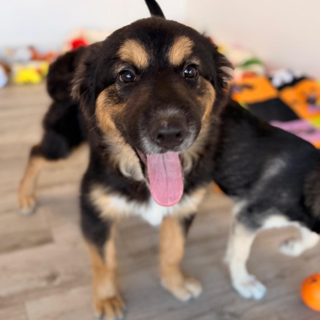 Enlarge Daisy, a Adoptable mixed breed in Green Bay, WI image 2/6