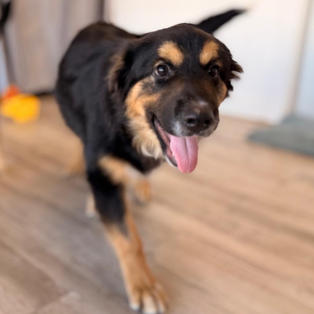 Enlarge Daisy, a Adoptable mixed breed in Green Bay, WI image 4/6