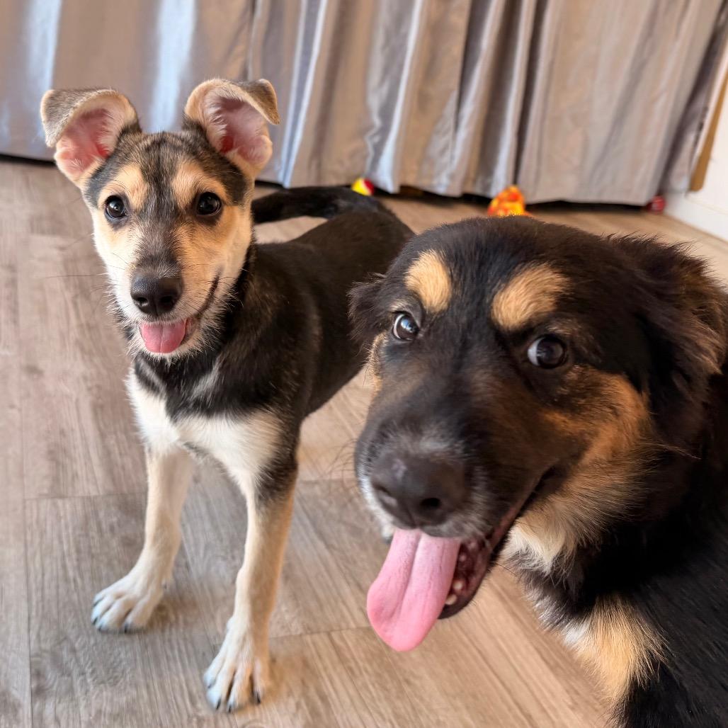 Enlarge Daisy, a Adoptable mixed breed in Green Bay, WI image 5/6