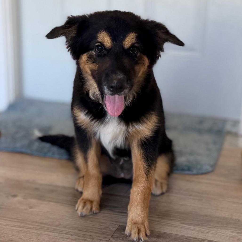 Enlarge Daisy, a Adoptable mixed breed in Green Bay, WI image 6/6