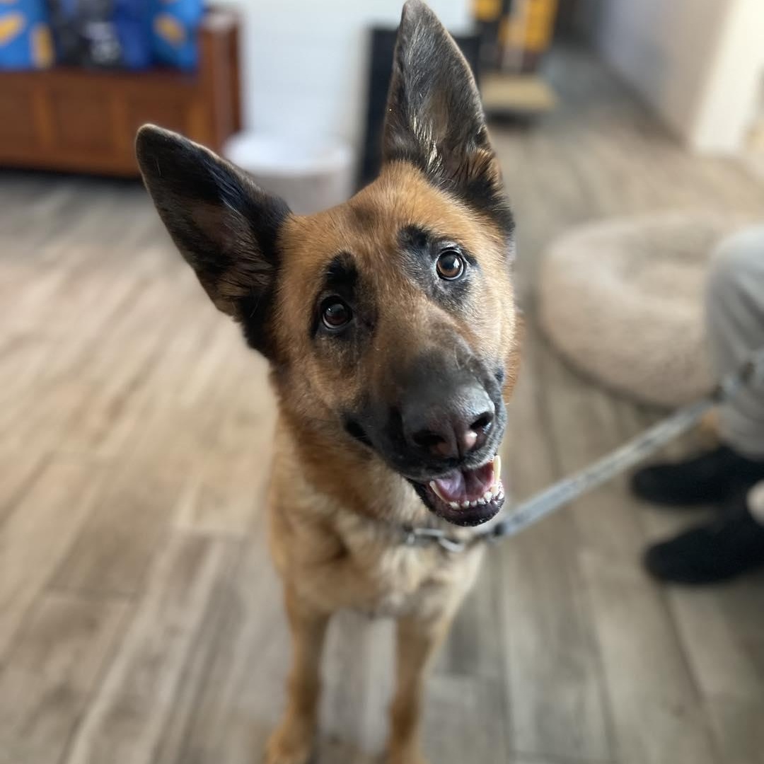 Enlarge Sacha, an adopted German Shepherd Dog in Rock Hill, NY image 1/3