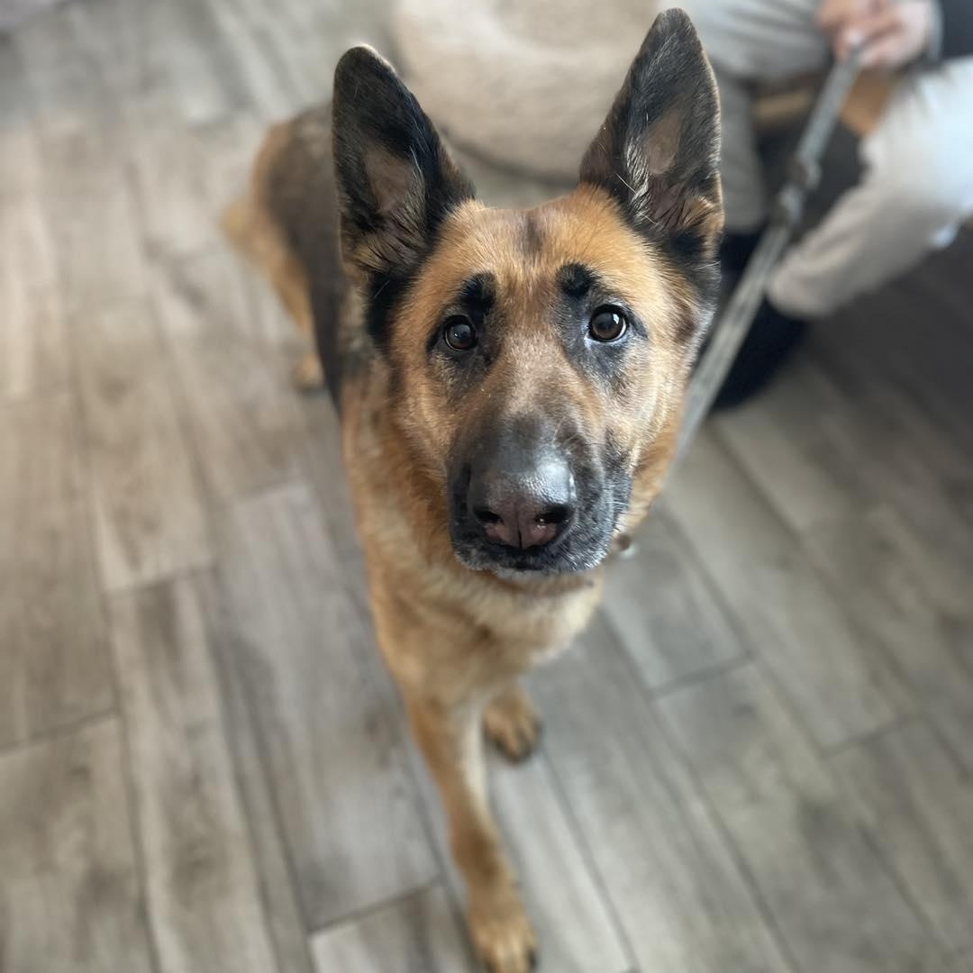 Enlarge Sacha, an adopted German Shepherd Dog in Rock Hill, NY image 3/3