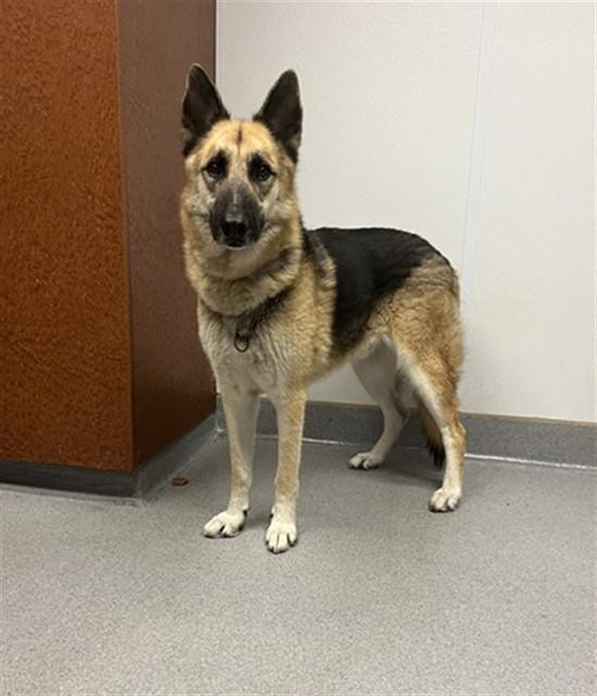 DEPUTY, Adoptable, Adult Male German Shepherd Dog.