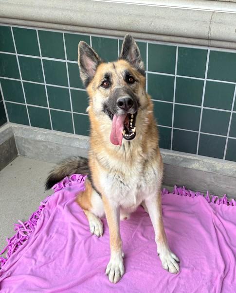 Enlarge DEPUTY, a Adoptable German Shepherd Dog in Rancho Cucamonga, CA image 1/1