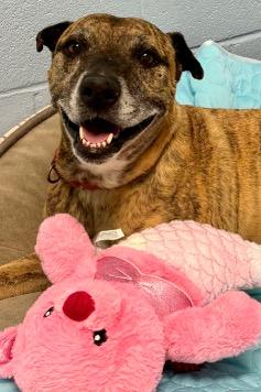 Baby Girl, an adoptable mixed breed in Green Valley, AZ image 1/5