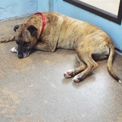 Baby Girl, an adoptable mixed breed in Green Valley, AZ image 6/12