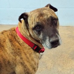 Baby Girl, an adoptable mixed breed in Green Valley, AZ image 5/12