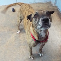 Baby Girl, an adoptable mixed breed in Green Valley, AZ image 2/12
