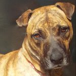 Baby Girl, an adoptable mixed breed in Green Valley, AZ image 1/12