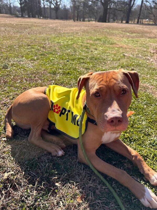 Bean 2, Adoptable, Adult Male Pit Bull Terrier.