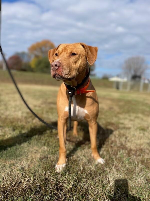 Bean 2, Adoptable, Adult Male Pit Bull Terrier.