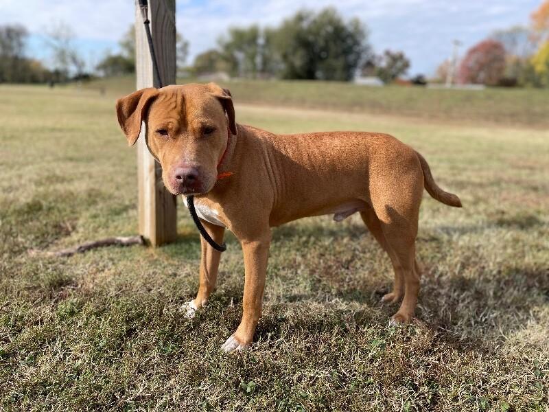 Bean 2, a Adoptable Pit Bull Terrier in Maryville, TN image 1/6