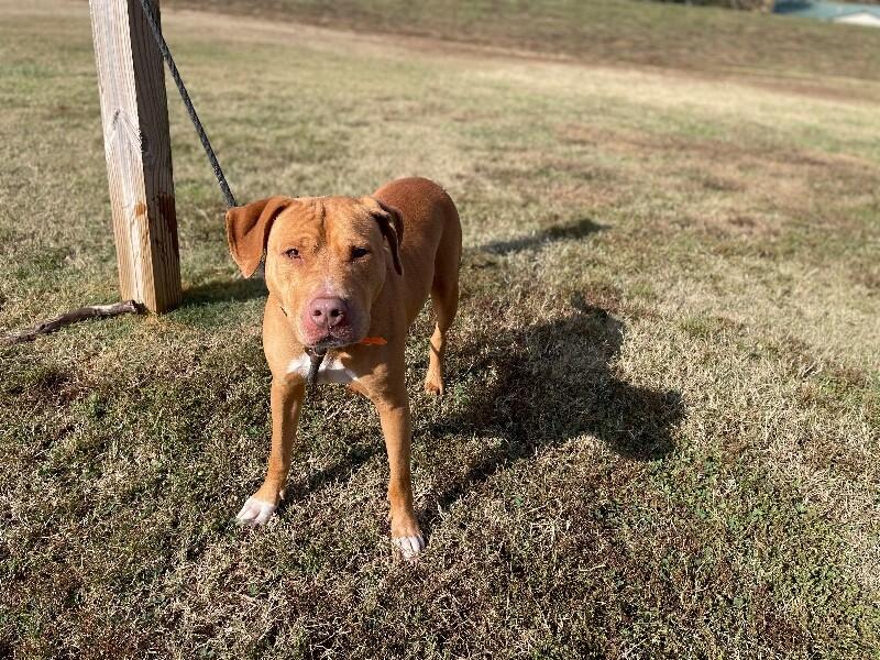 Bean 2, a Adoptable Pit Bull Terrier in Maryville, TN image 2/6