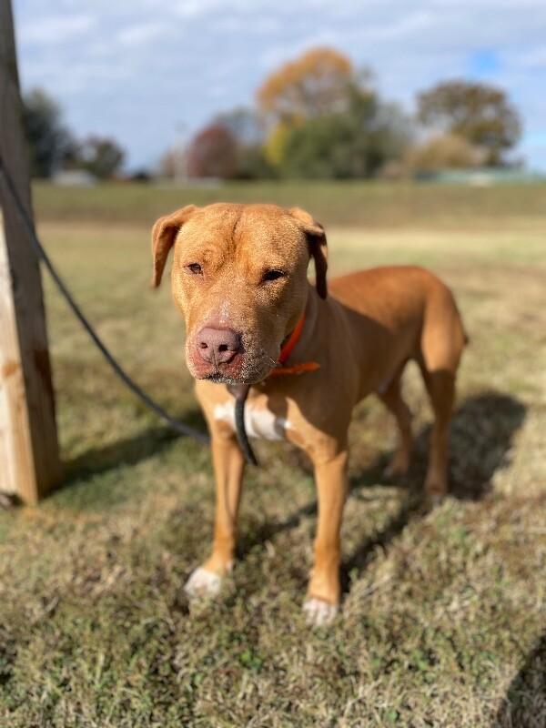 Bean 2, a Adoptable Pit Bull Terrier in Maryville, TN image 3/6