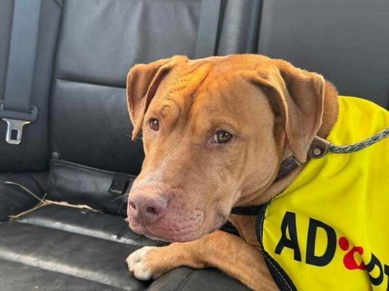 Enlarge Bean 2, a Adoptable Pit Bull Terrier in Maryville, TN image 5/6