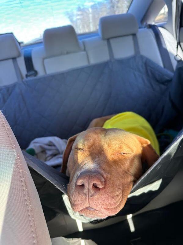 Enlarge Bean 2, a Adoptable Pit Bull Terrier in Maryville, TN image 6/6