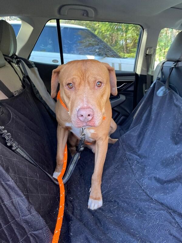 Bean 2, a Adoptable Pit Bull Terrier in Maryville, TN image 6/6