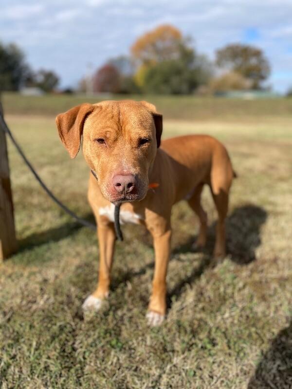 Enlarge Bean 2, a Adoptable Pit Bull Terrier in Maryville, TN image 6/6