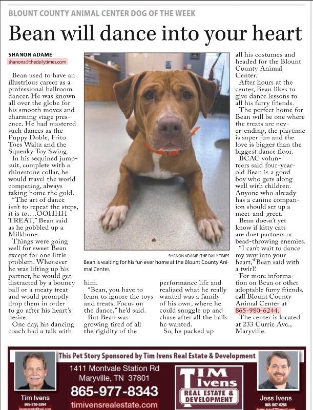 Enlarge Bean 2, a Adoptable Pit Bull Terrier in Maryville, TN image 6/6