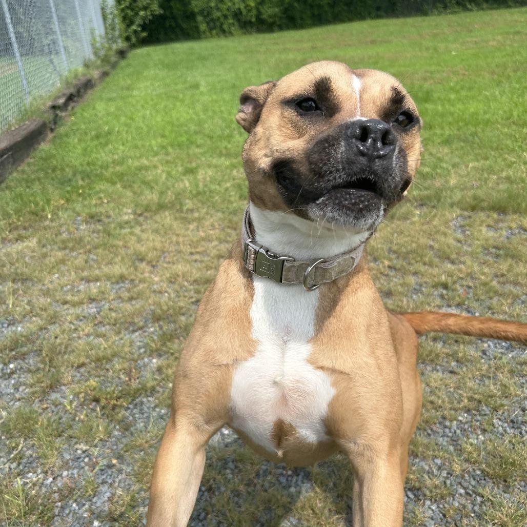 Sundara (Sunny), Adoptable, Adult Female Boxer & Terrier.