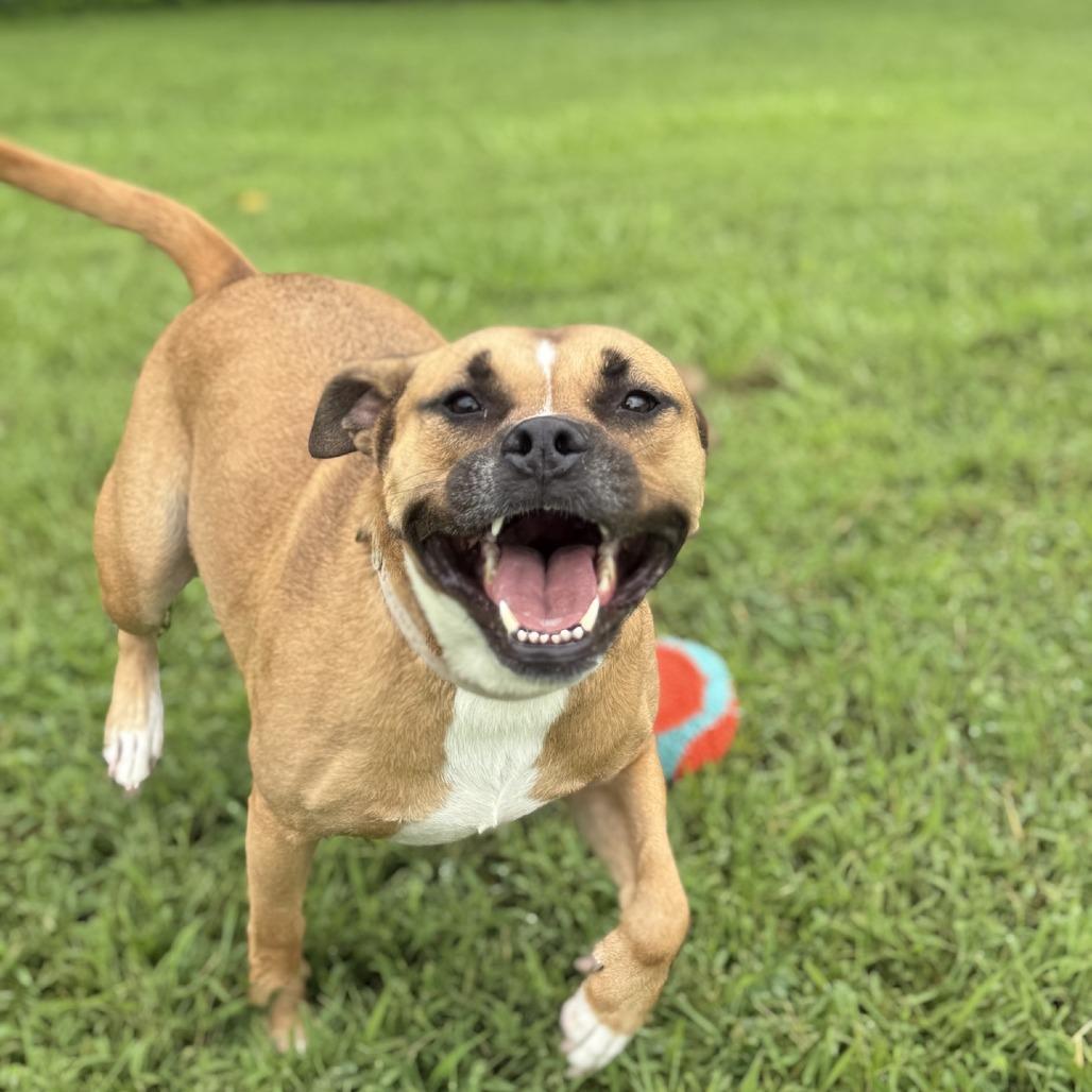 Enlarge Sundara (Sunny), a Adoptable mixed breed in Ridgely, MD image 2/6