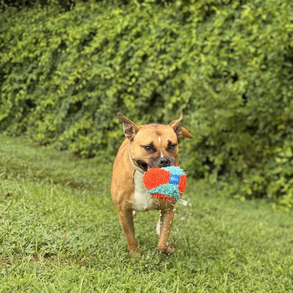 Enlarge Sundara (Sunny), a Adoptable mixed breed in Ridgely, MD image 3/6