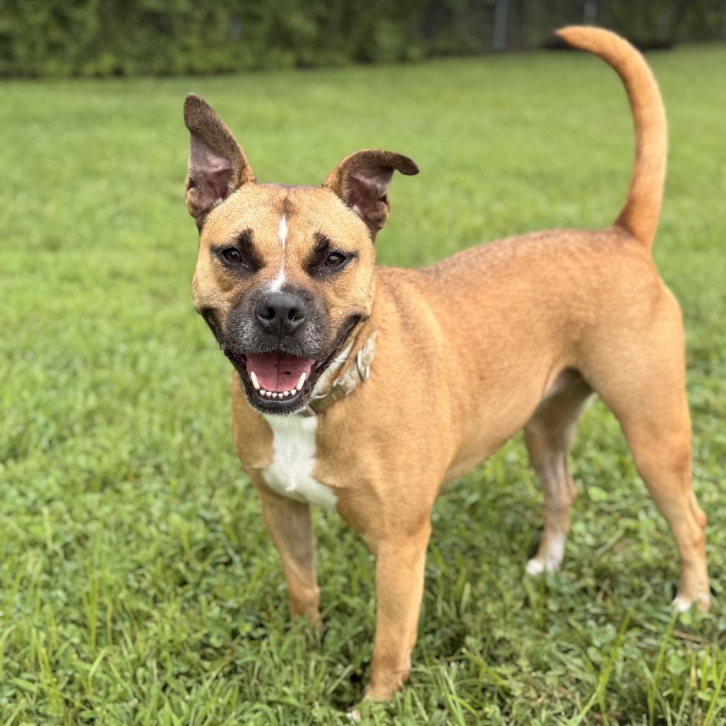 Enlarge Sundara (Sunny), a Adoptable mixed breed in Ridgely, MD image 4/6