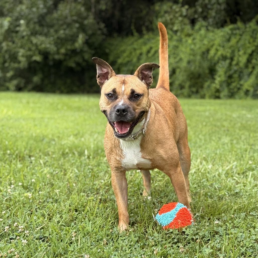 Enlarge Sundara (Sunny), a Adoptable mixed breed in Ridgely, MD image 5/6