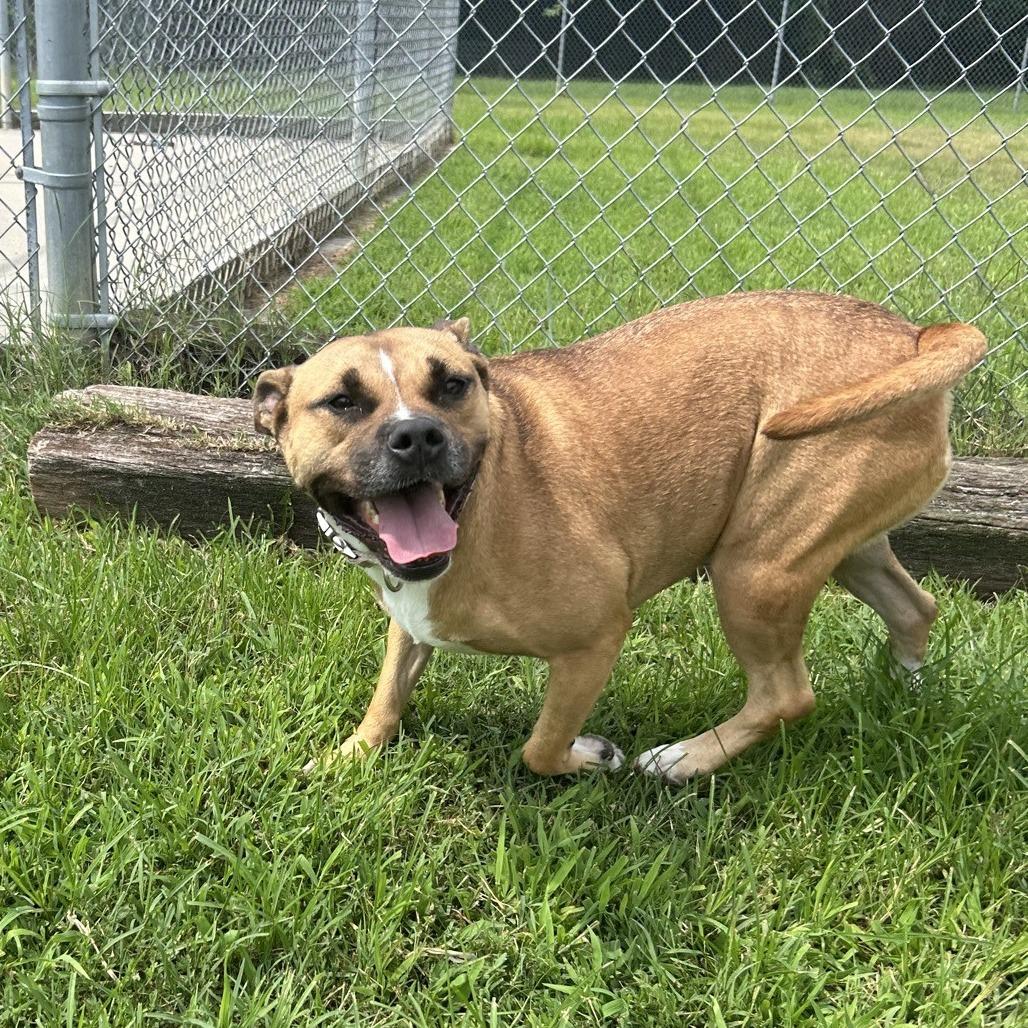 Enlarge Sundara (Sunny), a Adoptable mixed breed in Ridgely, MD image 2/2