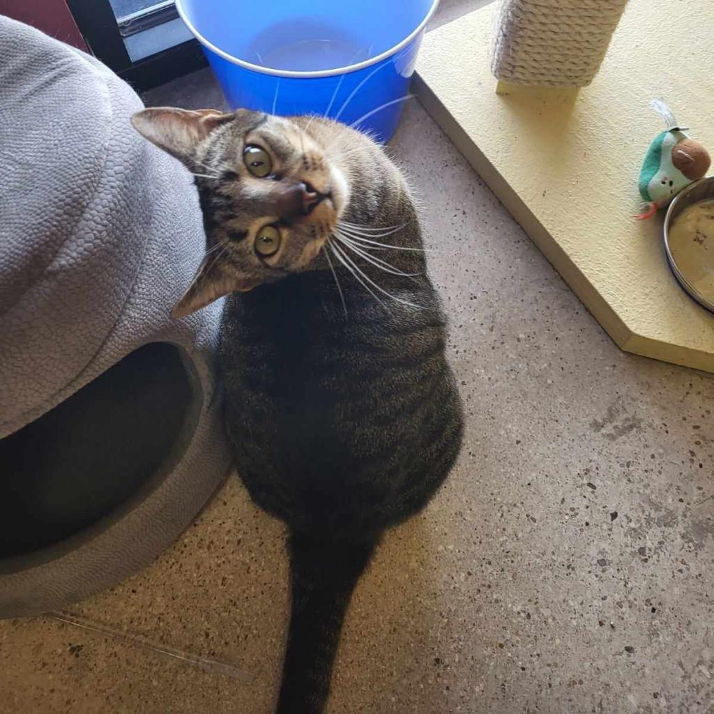 Enlarge Jingle, a Adoptable Domestic Short Hair in Leander, TX image 1/6