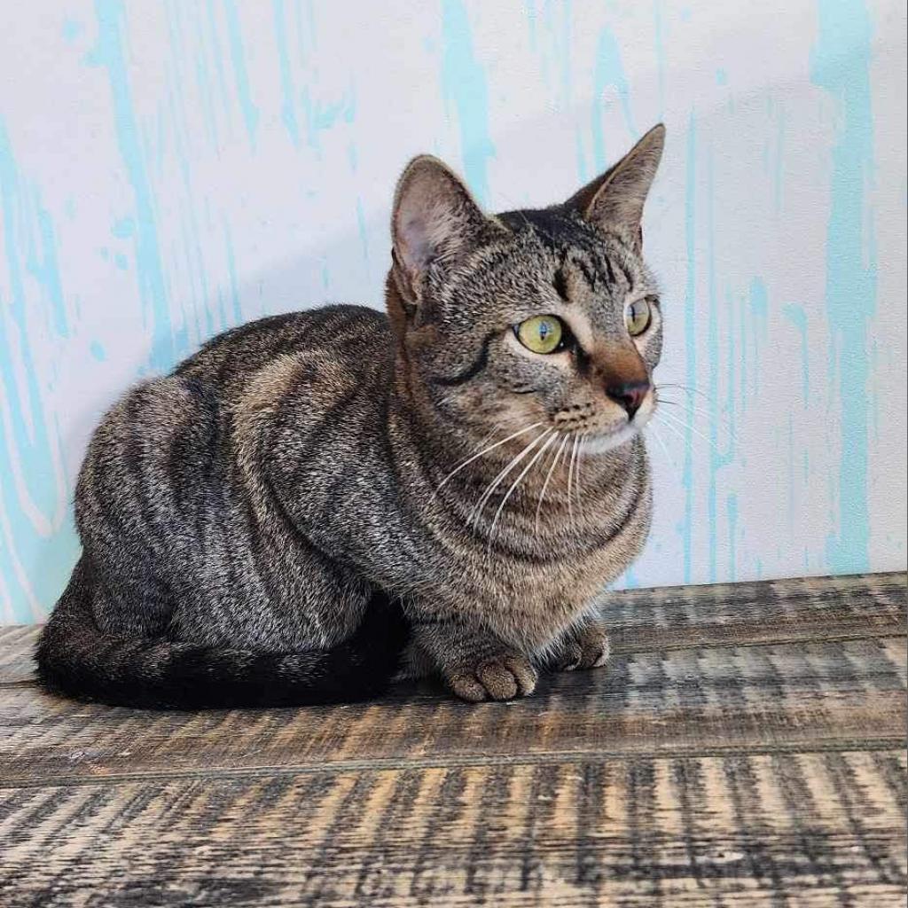 Enlarge Jingle, a Adoptable Domestic Short Hair in Leander, TX image 2/6