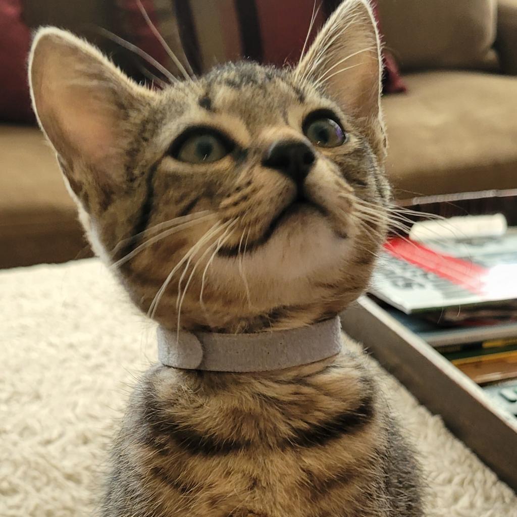 Enlarge Jingle, a Adoptable Domestic Short Hair in Leander, TX image 3/6