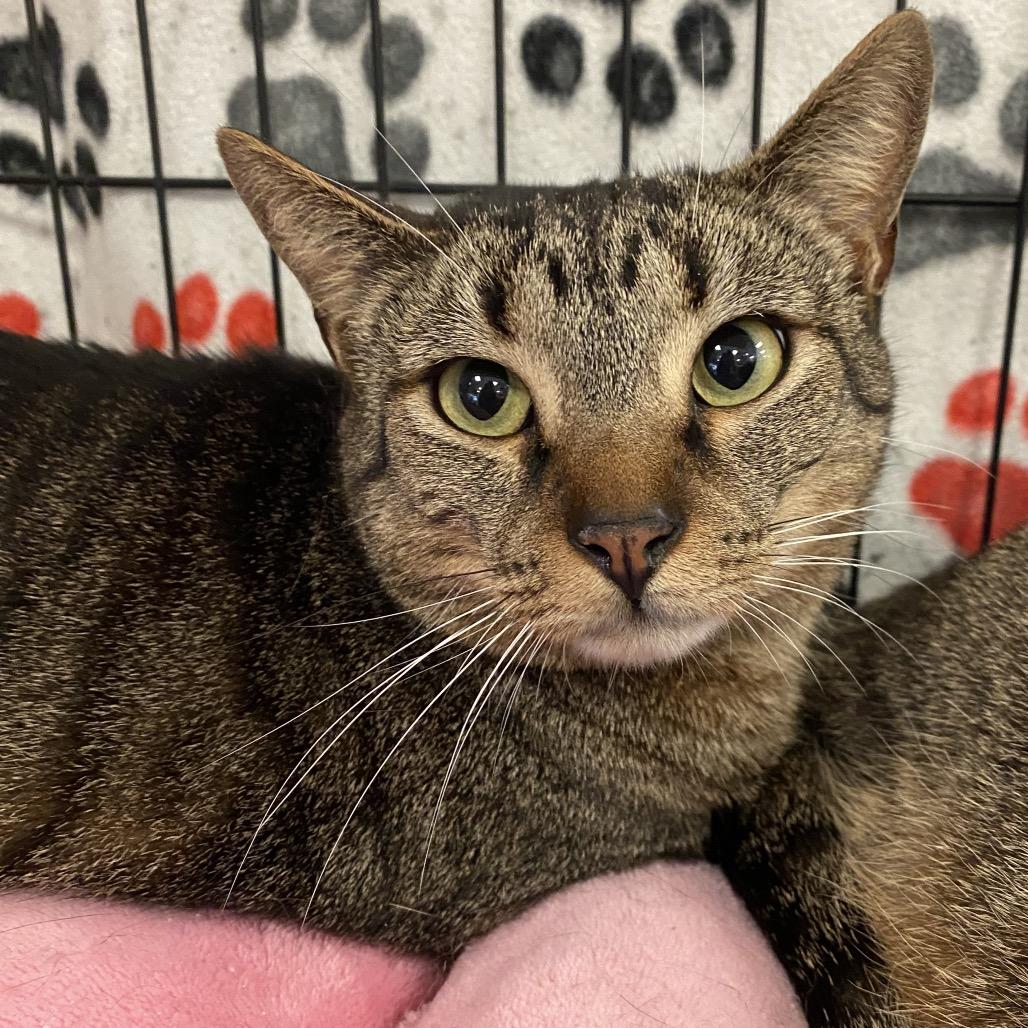 Enlarge Jingle, a Adoptable Domestic Short Hair in Leander, TX image 4/6