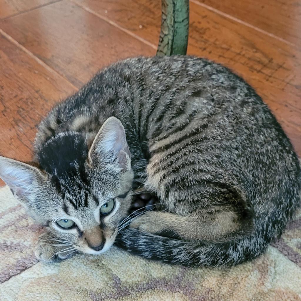 Enlarge Jingle, a Adoptable Domestic Short Hair in Leander, TX image 5/6