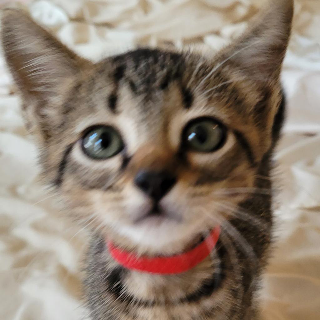 Enlarge Jingle, a Adoptable Domestic Short Hair in Leander, TX image 6/6