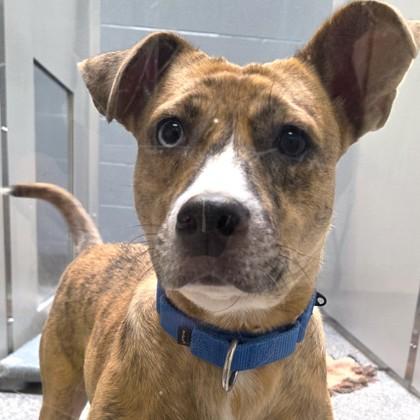 Alaina, Adoptable, Adult Female Mixed Breed & Mixed Breed.