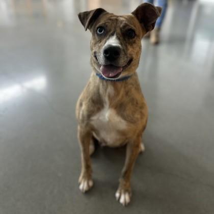 Alaina, a Adoptable mixed breed in Voorhees, NJ image 2/3