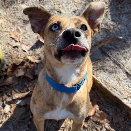 Alaina, a Adoptable mixed breed in Voorhees, NJ image 3/3