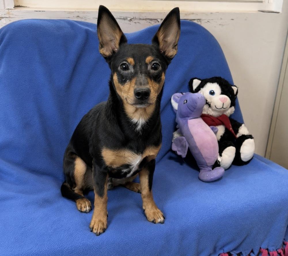 Enlarge Booger, a Adoptable mixed breed in Cedartown, GA image 1/1