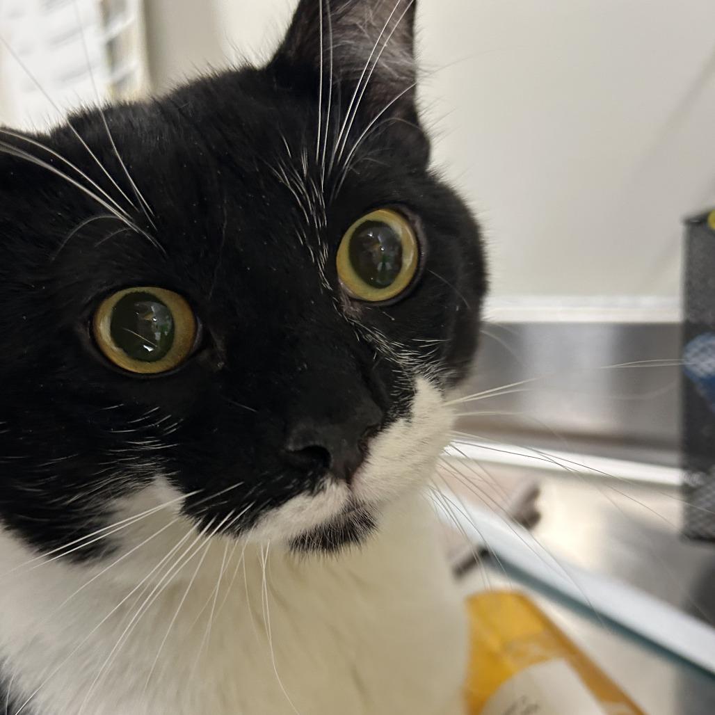 Enlarge Prancer, a Adoptable Domestic Short Hair in Saint Cloud, MN image 1/4