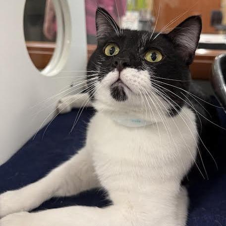 Enlarge Prancer, a Adoptable Domestic Short Hair in Saint Cloud, MN image 2/4