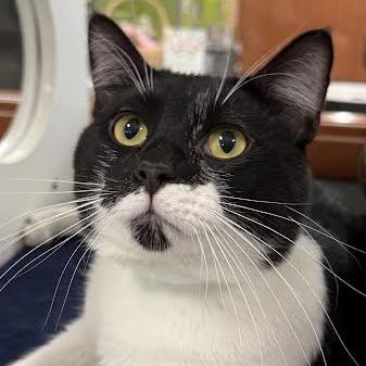 Enlarge Prancer, a Adoptable Domestic Short Hair in Saint Cloud, MN image 3/4