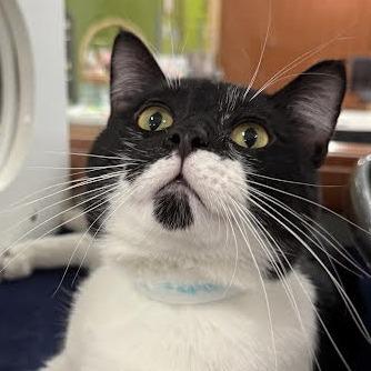 Enlarge Prancer, a Adoptable Domestic Short Hair in Saint Cloud, MN image 4/4